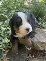 Bear, a male Bernedoodle for sale in Porter, OK – 4 of 8