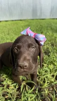 Lucy, a female Labrador Retriever for sale in Porter, OK – 6 of 6