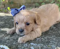 Molly, a female Cavapoo for sale in Porter, OK – 5 of 6