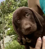 Reese, a female Labrador Retriever for sale in Porter, OK – 2 of 4