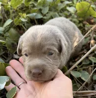 Rare Dax , a male Labrador Retriever for sale in Porter, OK – 5 of 9