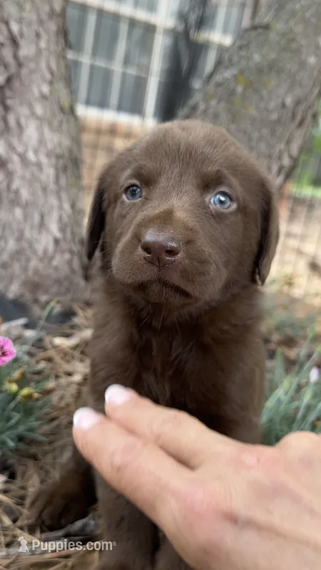 Cocoa – Labrador Retriever puppy for sale in Porter, OK