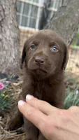 Cocoa, a female Labrador Retriever for sale in Porter, OK – 1 of 4