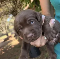 Boone , a male Labrador Retriever for sale in Porter, OK – 7 of 10