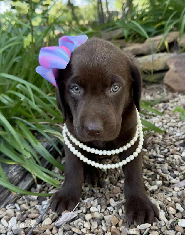 Reese – Labrador Retriever puppy for sale in Porter, OK