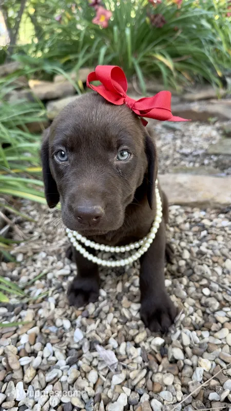 Abby – Labrador Retriever puppy for sale in Porter, OK