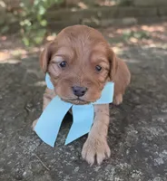 Milo, a male Cavapoo for sale in Porter, OK – 7 of 8