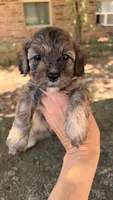 Finn, a male Cavapoo for sale in Porter, OK – 2 of 5