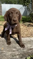 Cocoa, a female Labrador Retriever for sale in Porter, OK – 3 of 4