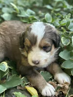 Neville, a male Bernedoodle for sale in Porter, OK – 5 of 7
