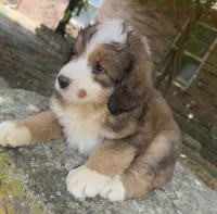Rosie, a male Bernedoodle for sale in Porter, OK – 3 of 9
