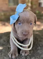 Sage, a female Labrador Retriever for sale in Porter, OK – 5 of 9