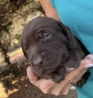 Goose, a female Labrador Retriever for sale in Porter, OK – 6 of 8