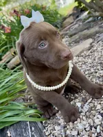 Penny, a female Labrador Retriever for sale in Porter, OK – 1 of 8