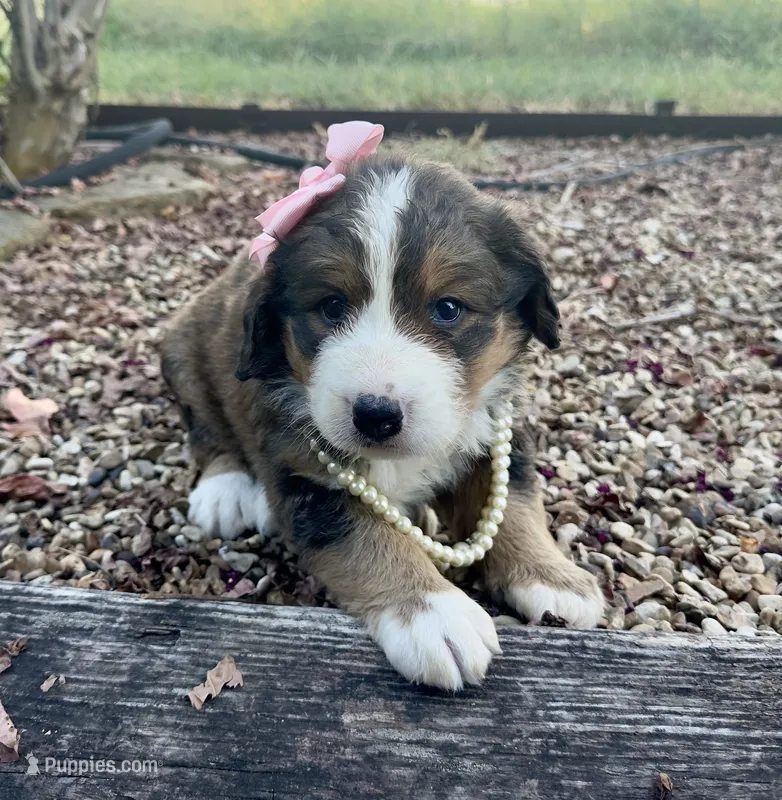 Ellie – Bernedoodle puppy for sale in Porter, OK