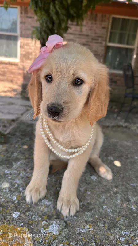 Lillibet – Golden Retriever puppy for sale in Porter, OK
