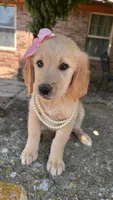 Lillibet, a female Golden Retriever for sale in Porter, OK – 1 of 6
