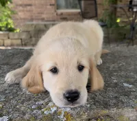 Scout, a male Golden Retriever for sale in Porter, OK – 2 of 6