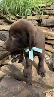 Reece, a female Labrador Retriever for sale in Porter, OK – 5 of 7