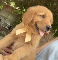 Remme, a male Golden Retriever for sale in Porter, OK – 2 of 4