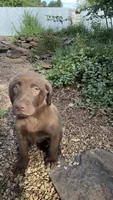 Penny, a female Labrador Retriever for sale in Porter, OK – 8 of 9