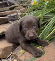 Fudge, a male Labrador Retriever for sale in Porter, OK – 2 of 4