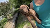 Cocoa, a female Labrador Retriever for sale in Porter, OK – 6 of 6