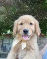 Remme, a male Golden Retriever for sale in Porter, OK – 5 of 5