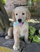 Scout, a male Golden Retriever for sale in Porter, OK – 1 of 4