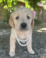 Lilibet, a female Golden Retriever for sale in Porter, OK – 3 of 6
