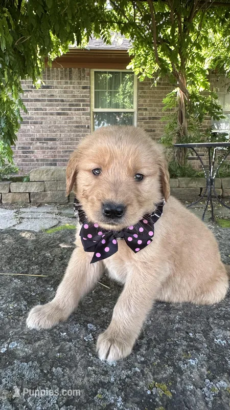 Ruger – Golden Retriever puppy for sale in Porter, OK