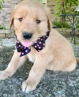 Ruger, a male Golden Retriever for sale in Porter, OK – Photo 2 of 4