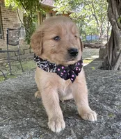 Ruger, a male Golden Retriever for sale in Porter, OK – Photo 4 of 4