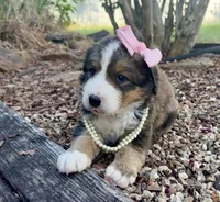 Ellie , a female Bernedoodle for sale in Porter, OK – 3 of 10
