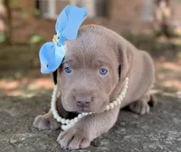 Sage, a female Labrador Retriever for sale in Porter, OK – 2 of 9