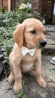 Buckshot, a male Golden Retriever for sale in Porter, OK – 1 of 4