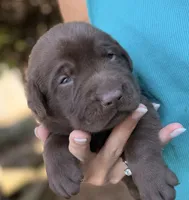 Ruger, a male Labrador Retriever for sale in Porter, OK – 4 of 8