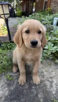 Buckshot, a male Golden Retriever for sale in Porter, OK – 2 of 4