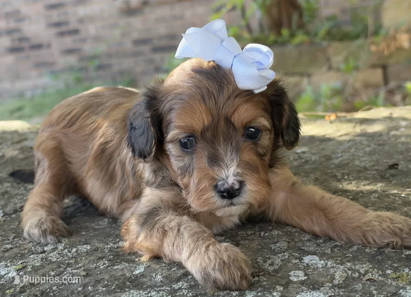 Coco – Cavapoo puppy for sale in Porter, OK
