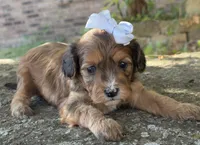 Coco, a female Cavapoo for sale in Porter, OK – 1 of 9