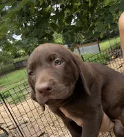 Darcy, a female Labrador Retriever for sale in Porter, OK – 3 of 10