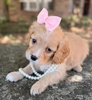 Daisy, a female Cavapoo for sale in Porter, OK – 6 of 7