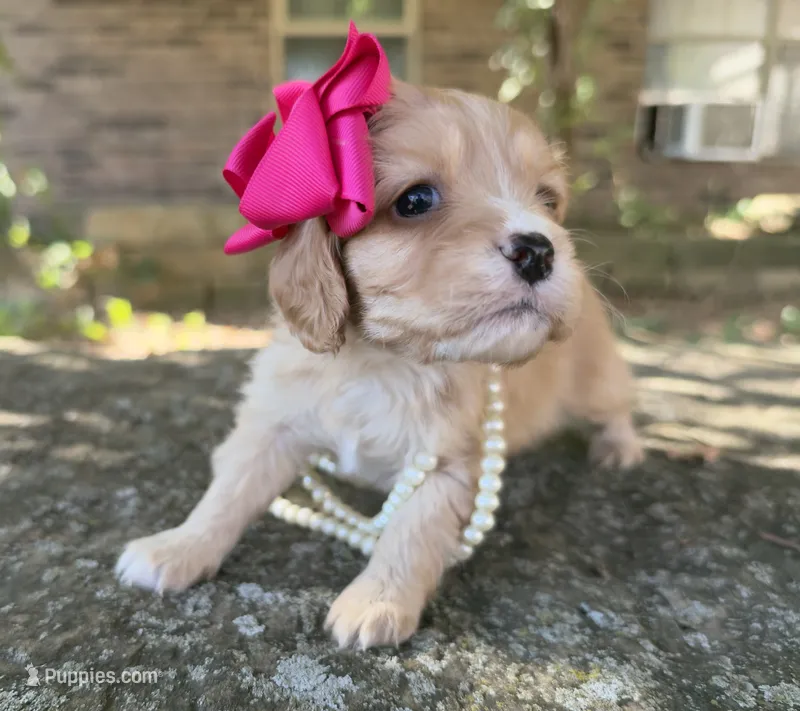 Daisy – Cavapoo puppy for sale in Porter, OK