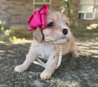 Daisy, a female Cavapoo for sale in Porter, OK – 1 of 9