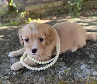 Daisy, a female Cavapoo for sale in Porter, OK – 7 of 9