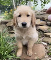 Ace, a male Golden Retriever for sale in Porter, OK – 2 of 5