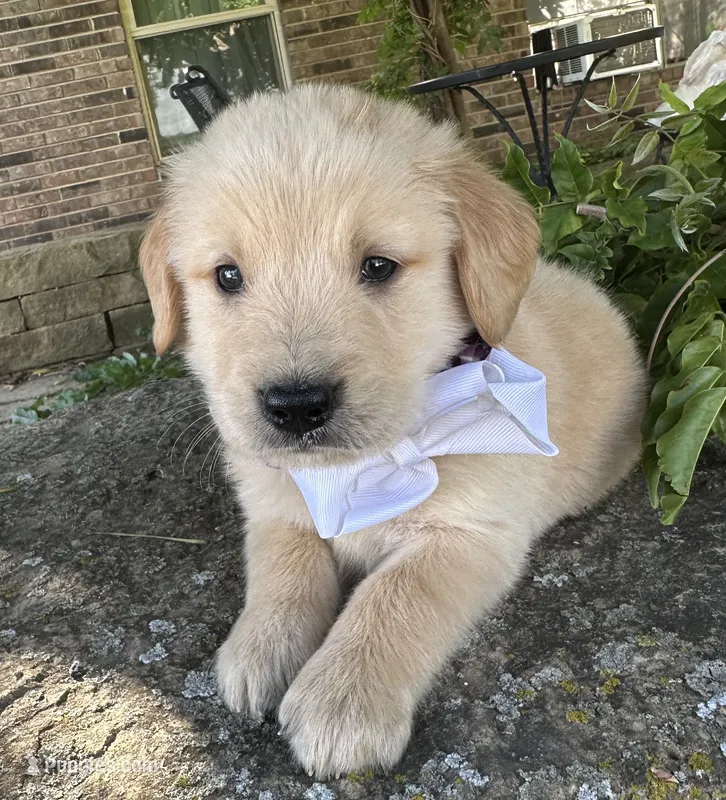 Scout – Golden Retriever puppy for sale in Porter, OK