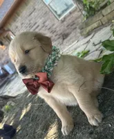 Ranger, a male Golden Retriever for sale in Porter, OK – 2 of 6