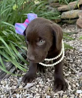 Reese, a female Labrador Retriever for sale in Porter, OK – 3 of 5