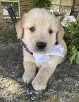 Scout, a male Golden Retriever for sale in Porter, OK – Photo 3 of 5